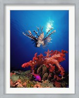 Framed Lionfish (Pteropterus radiata) and Squarespot anthias (Pseudanthias pleurotaenia) with soft corals in the ocean