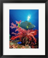 Framed Orange-Lined triggerfish (Balistapus undulatus) and soft corals in the ocean