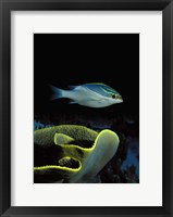 Framed Two-Lined monocle bream (Scolopsis bilineata) and coral in the ocean