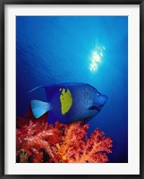 Framed Yellow-Banded angelfish (Pomacanthus maculosus) with soft corals in the ocean