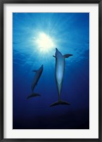 Framed Bottle-Nosed dolphins (Tursiops truncatus) in the sea