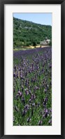 Framed Lavender crop with a monastery in the background, Abbaye De Senanque, Provence-Alpes-Cote d'Azur, France