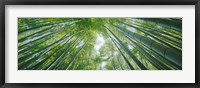 Framed Low angle view of bamboo trees, Hokokuji Temple, Kamakura, Kanagawa Prefecture, Kanto Region, Honshu, Japan