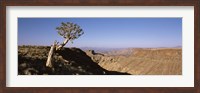 Framed Lone Quiver tree (Aloe dichotoma) in a desert, Ai-Ais Hot Springs, Fish River Canyon, Namibia