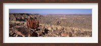 Framed Aloe growing at the edge of a canyon, Fish River Canyon, Namibia