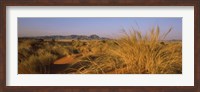 Framed Grass growing in a desert, Namib Rand Nature Reserve, Namib Desert, Namibia