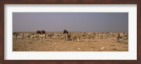 Framed Herd of Burchell's zebras (Equus quagga burchelli) with elephants in a field, Etosha National Park, Kunene Region, Namibia