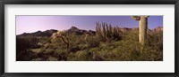 Framed Organ Pipe cactus, Arizona