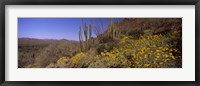Framed Organ Pipe cactus and yellow wildflowers, Arizona