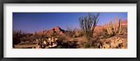 Framed Organ Pipe Cacti, Organ Pipe Cactus National Monument, Arizona, USA