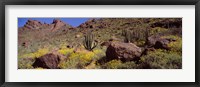 Framed Cacti with wildflowers on a landscape, Organ Pipe Cactus National Monument, Arizona, USA