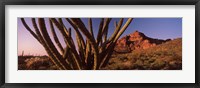 Framed Organ Pipe cactus on a landscape, Organ Pipe Cactus National Monument, Arizona