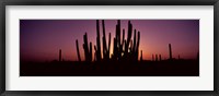 Framed Silhouette of Organ Pipe cacti (Stenocereus thurberi) on a landscape, Organ Pipe Cactus National Monument, Arizona, USA