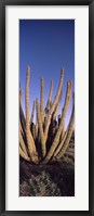 Framed Organ Pipe Cacti, Organ Pipe Cactus National Monument, Arizona (horizontal)