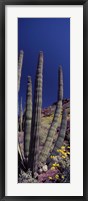 Framed Close up of Organ Pipe cactus, Arizona