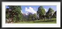 Framed Maple trees with mountain range in the background, Karwendel Mountains, Risstal Valley, Hinterriss, Tyrol, Austria