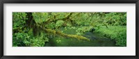 Framed Stream flowing through a rainforest, Hoh Rainforest, Olympic National Park, Washington State, USA