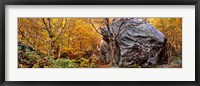 Framed Big boulder in a forest, Stowe, Lamoille County, Vermont, USA
