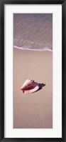 Framed High angle view of a conch shell on the beach, Bahamas