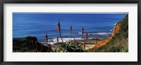 Framed Flowers and plants on the beach, Alvor Beach, Algarve, Portugal