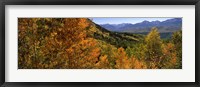 Framed Forest, Silverton, San Juan County, Colorado, USA