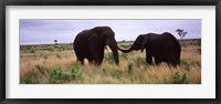 Framed Two African elephants (Loxodonta Africana) socialize on the savannah plains, Kruger National Park, South Africa