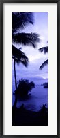 Framed Palm trees on the coast, Colombia (purple and blue)