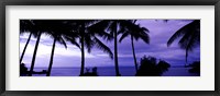 Framed Palm trees on the coast, Colombia (purple horizontal)