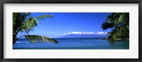 Framed Palm trees on the beach, Kapalua Beach, Molokai, Maui, Hawaii, USA