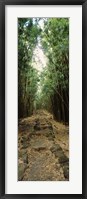 Framed Opening to the sky in a Bamboo forest, Oheo Gulch, Seven Sacred Pools, Hana, Maui, Hawaii, USA