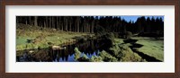 Framed River flowing through a forest, East Dart River, Dartmoor, Devon, England