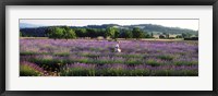 Framed Woman walking with basket through a field of lavender in Provence, France