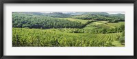 Framed Vineyards in Chianti Region, Tuscany, Italy