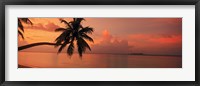 Framed Silhouette of palm tree on the beach at sunrise, Fihalhohi Island, Maldives