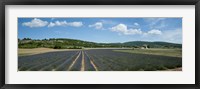 Framed Lavender fields near D701, Simiane-La-Rotonde, Alpes-de-Haute-Provence, Provence-Alpes-Cote d'Azur, France