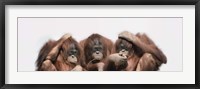 Framed Close-up of three orangutans