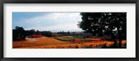 Framed Autum in the Vineyards, Provence-Alpes-Cote d'Azur, France