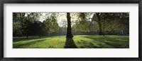 Framed Trees in a park, St. James's Park, Westminster, London, England