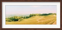 Framed Vineyards in spring, Napa Valley, California