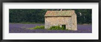 Framed Stone building in a lavender field, Provence-Alpes-Cote D'Azur, France