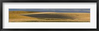 Framed Wheat field, Palouse, Washington State, USA