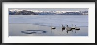 Framed Whooper swans (Cygnus cygnus) on frozen lake, Lake Kussharo, Akan National Park, Hokkaido, Japan