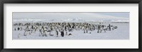 Framed Emperor penguins (Aptenodytes forsteri) colony at snow covered landscape, Snow Hill Island, Antarctica