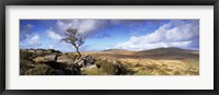 Framed Crooked tree at Feather Tor, Staple Tor, Dartmoor, Devon, England