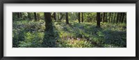 Framed Bluebells growing in a forest, Exe Valley, Devon, England