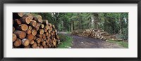 Framed Stacks of logs in forest, Burrator Reservoir, Dartmoor, Devon, England