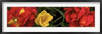 Framed Close-up of red and yellow tulips