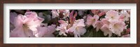 Framed Multiple images of pink Rhododendron flowers