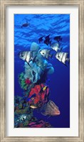 Framed Spadefishes with Nassau Grouper (Epinephelus striatus) and a Hawksbill Turtle (Eretmochelys Imbricata) swimming underwater