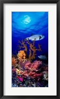 Framed Underwater view of Bristly puffer fish (Arothron hispidus) with triggerfish and Anthias Fishes